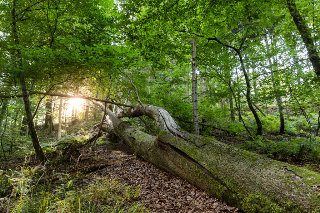 Engelsholm Sønderskov, Vejle Ådal. Jesper Edvardsen, CONTINEO