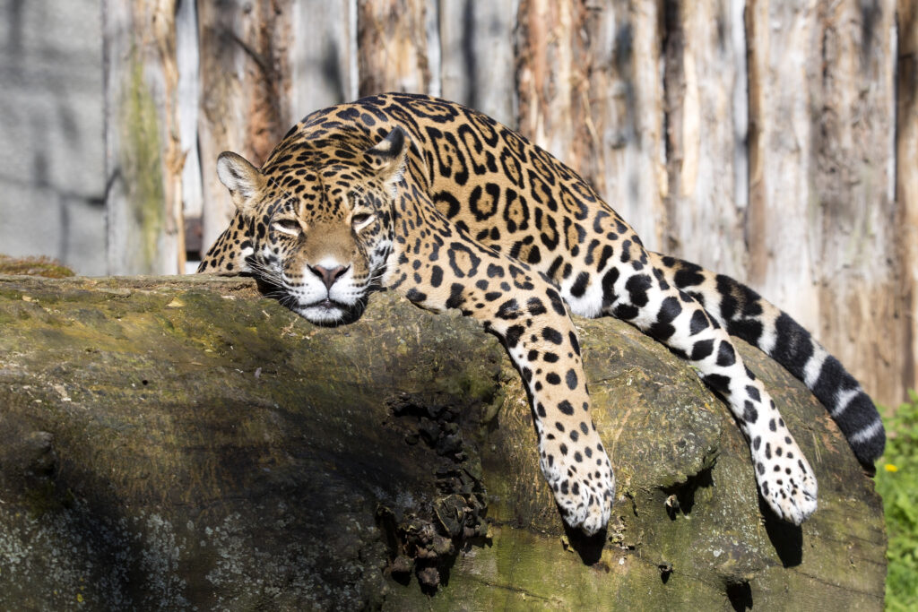 Jaguar resting on branch