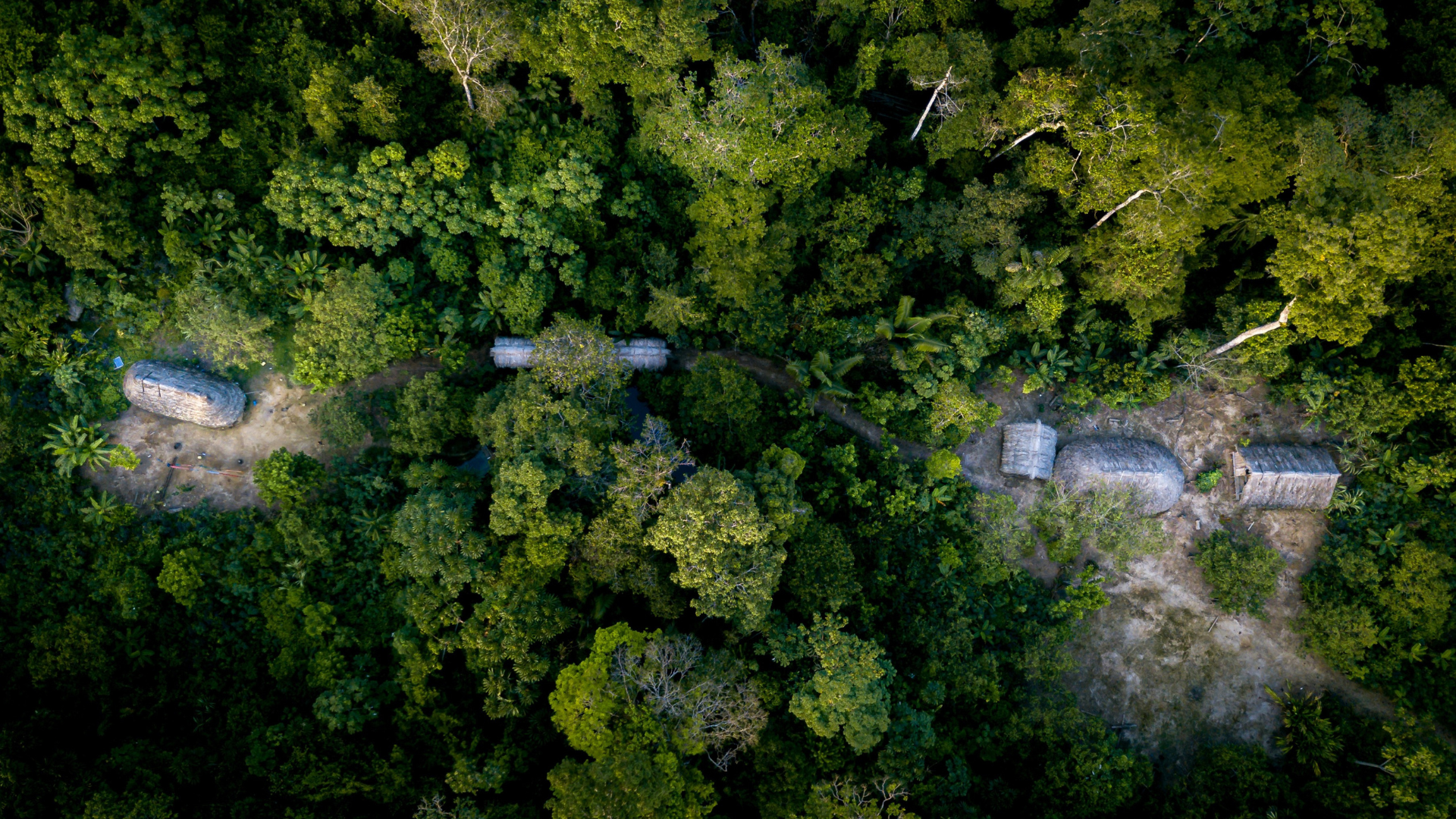 Regnskov set oppefra