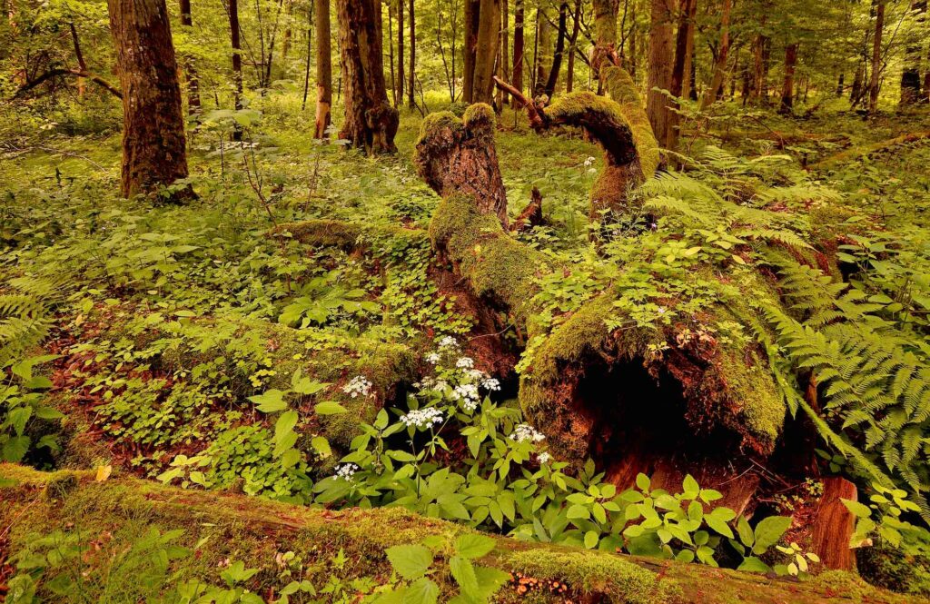Vild skov, Urørt skov, skovnatur