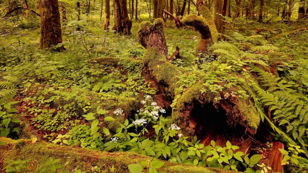 Vild skov, Urørt skov, skovnatur