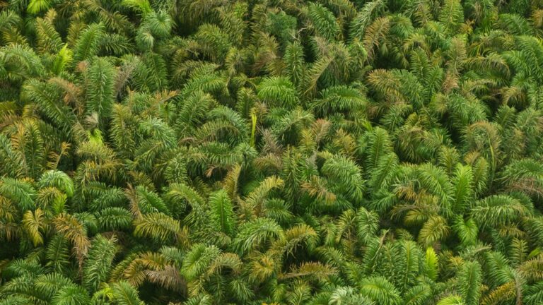 Amazonfloden - en flod i hjertet af regnskoven - Verdens Skove