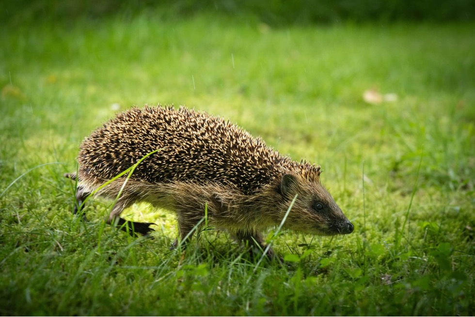 Du vil ofte kunne finde pindsvin i haven i Danmark.
