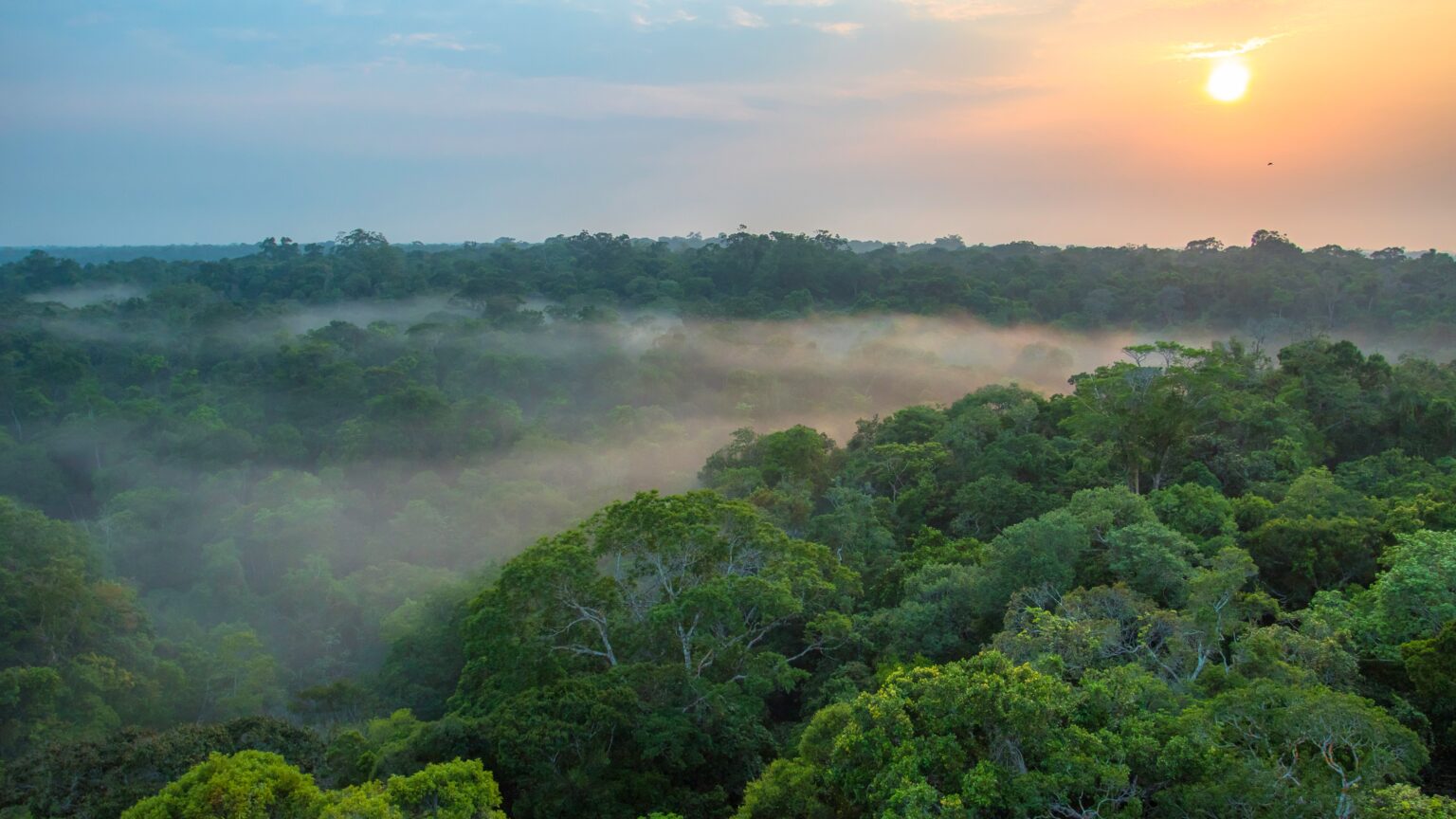Tæt, grøn Amazonas regnskov med flod og høje træer, der viser områdets vilde og uberørte natur