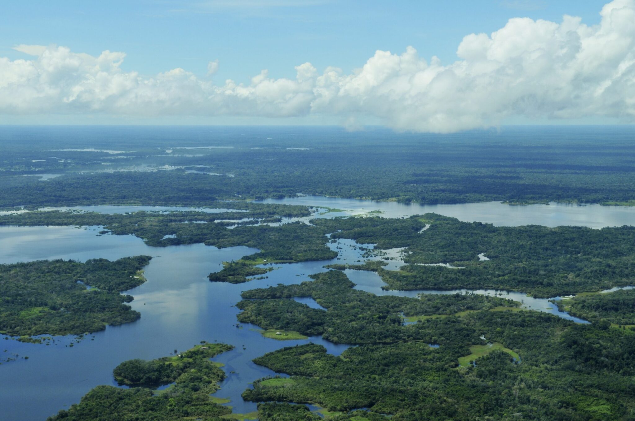 Amazonfloden - en flod i hjertet af regnskoven - Verdens Skove