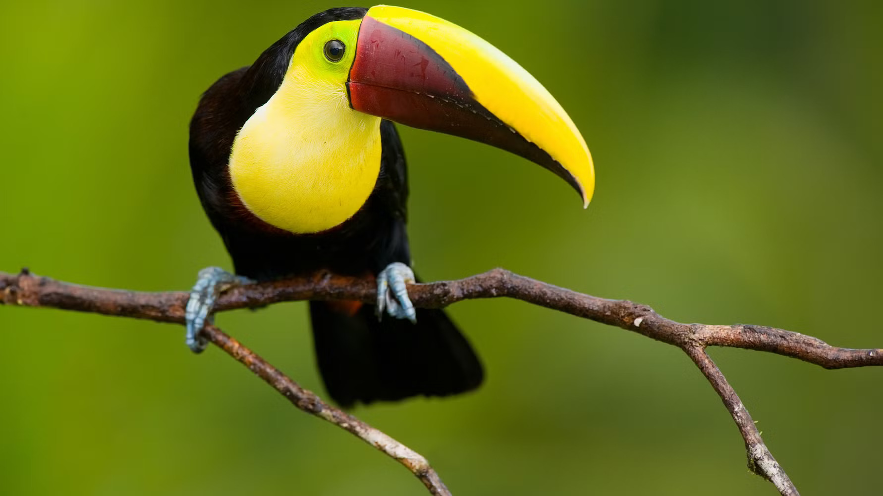 Farverig tukan sidder på en brun gren med en slørret grøn skovbaggrund som en af de smukkeste dyr i regnskoven.