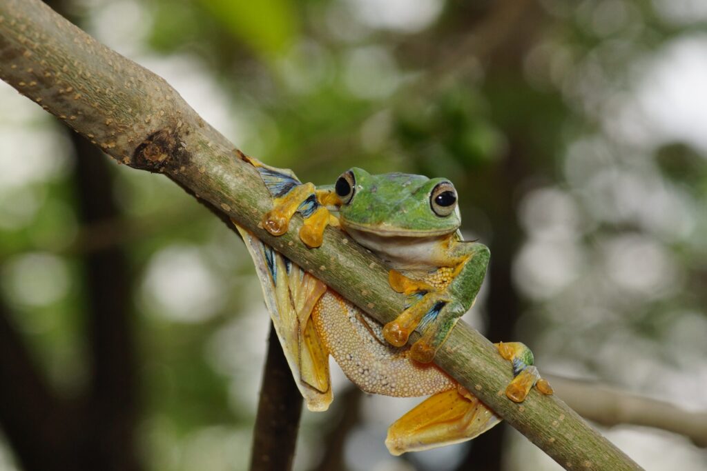 En grøn frø som sidder på en gren viser en af dyrene i regnskoven, som bevæger sig mellem træer, lianer og skovbund.
