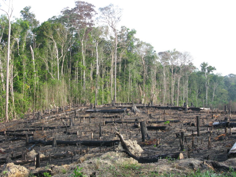 Amazonfloden - en flod i hjertet af regnskoven - Verdens Skove