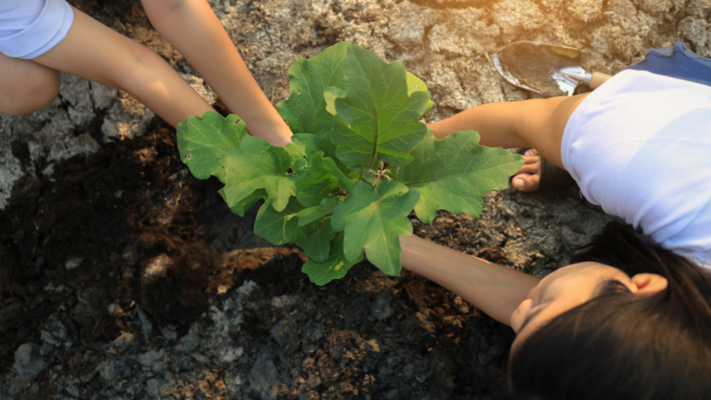 Børn planter en lille træplante sammen - bidrag til velgørenhed bliver til handling i naturen