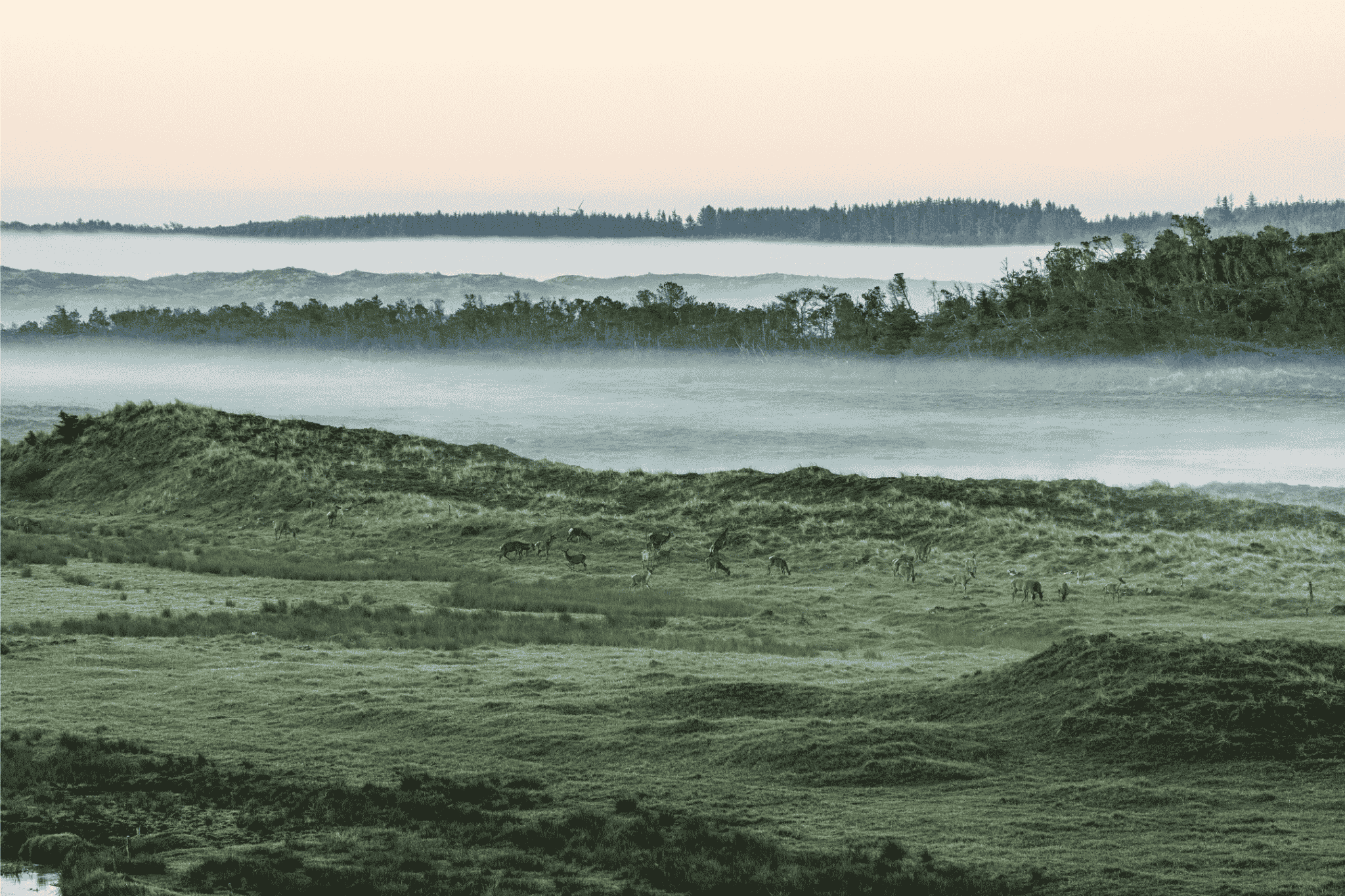 Nationalpark Thy, foto: Lars Laursen/Biofoto/Ritzau Scanpix