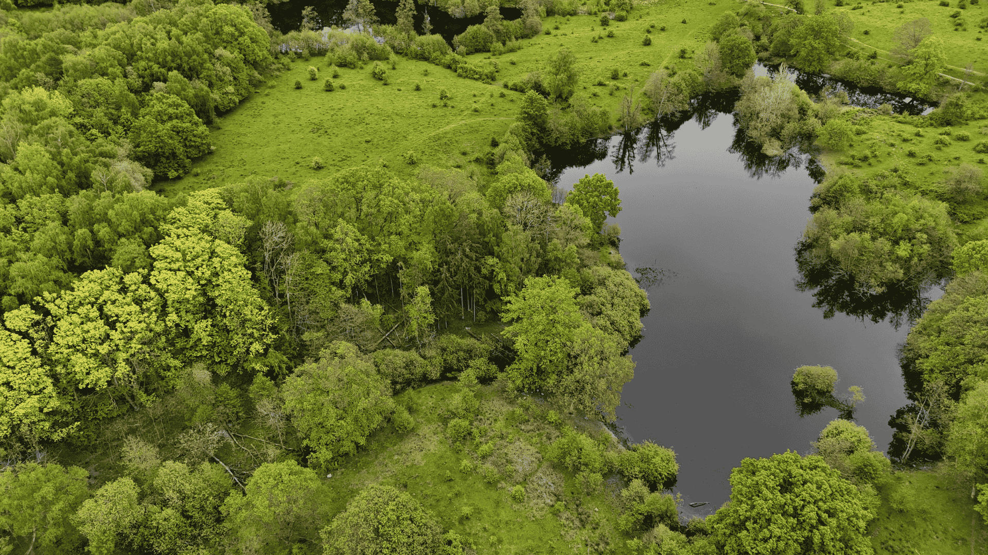 Rude skov fra luften