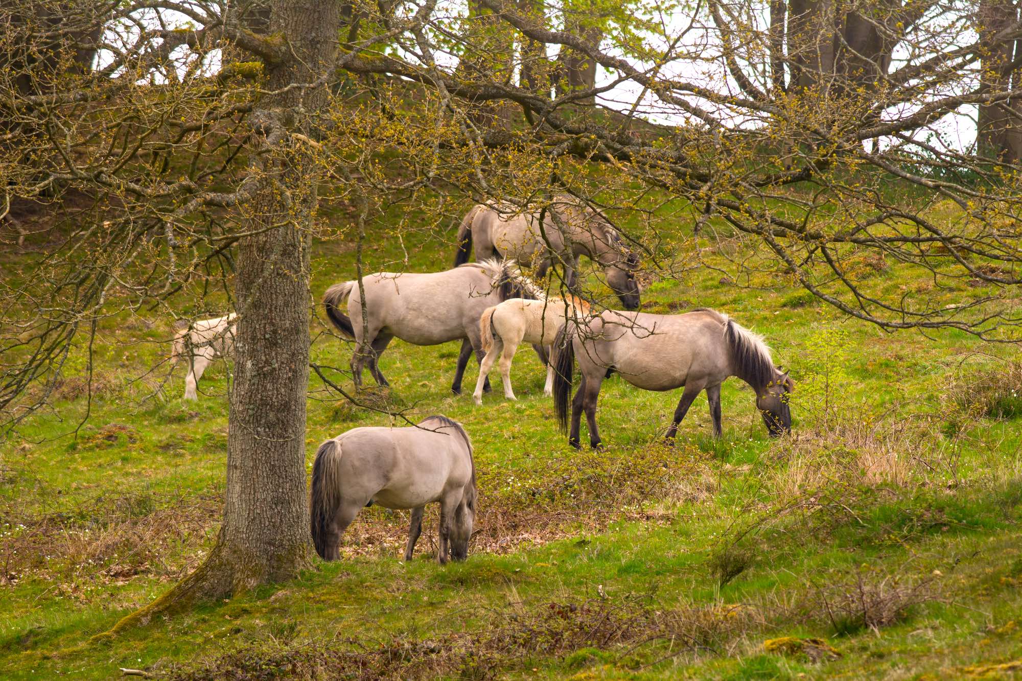 En flok konikheste græsser i et naturområde, som viser urørt skov i Danmark i praksis