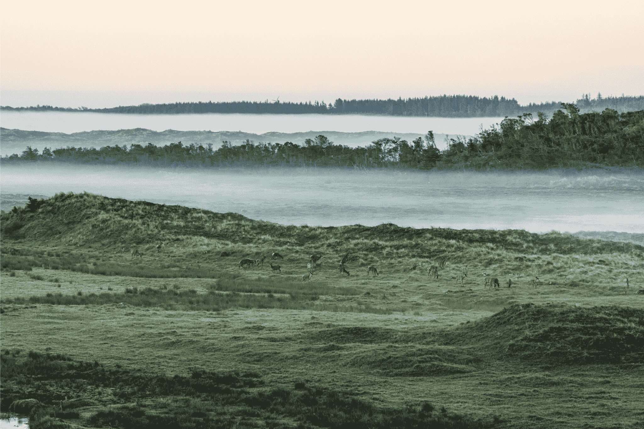 Et billede af smuk vild natur i Danmark.
