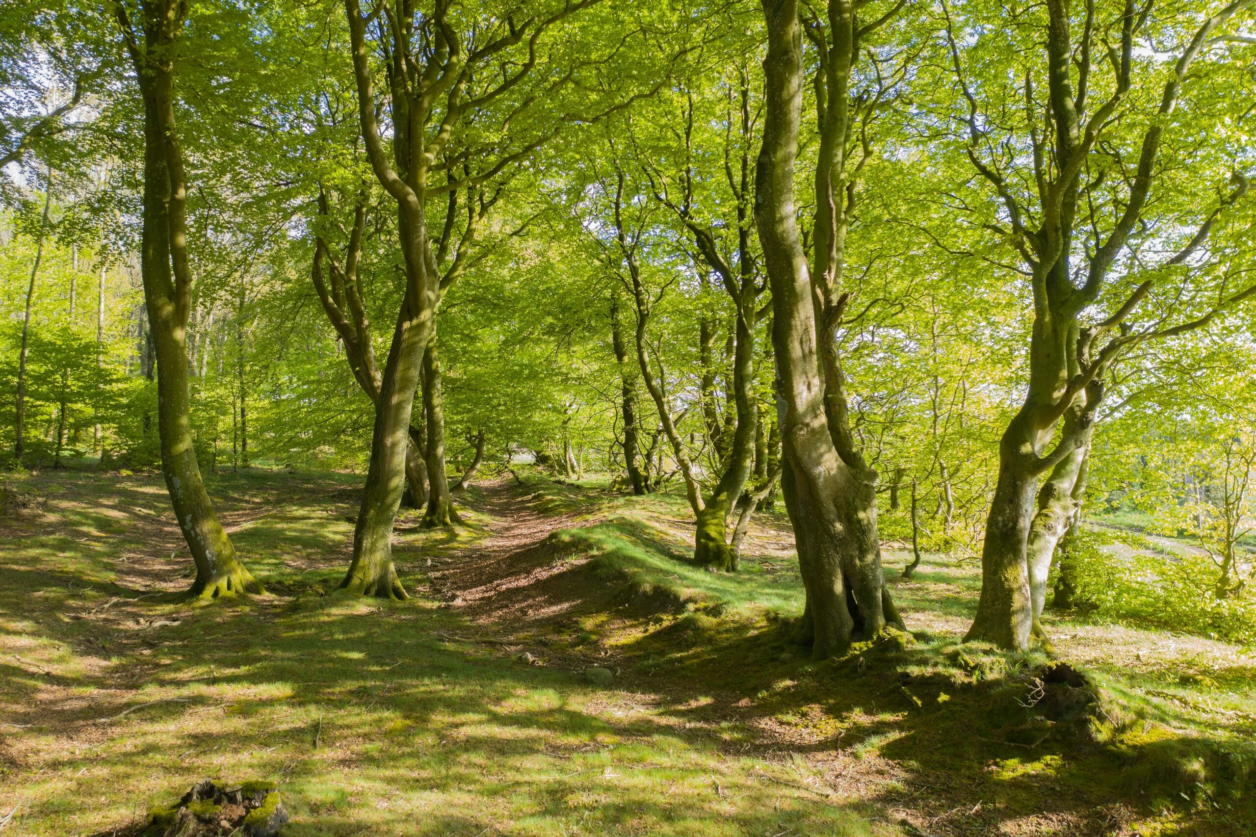 Dansk skov