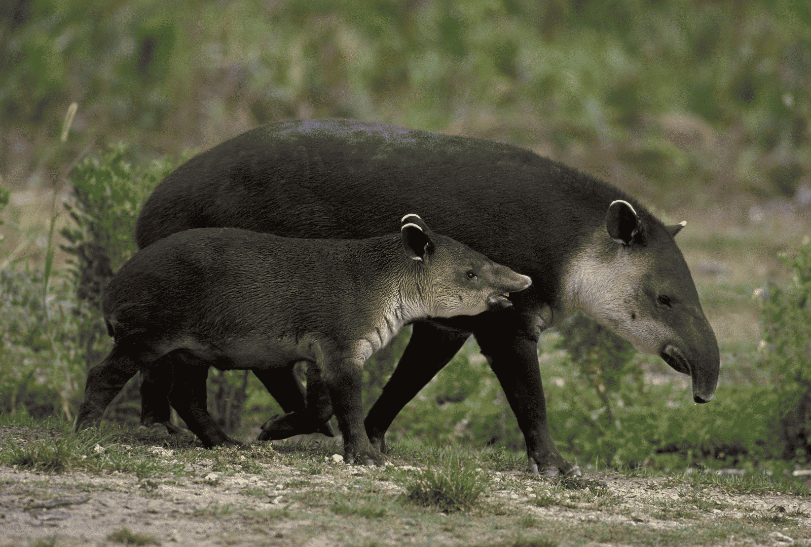 Bairds tapir