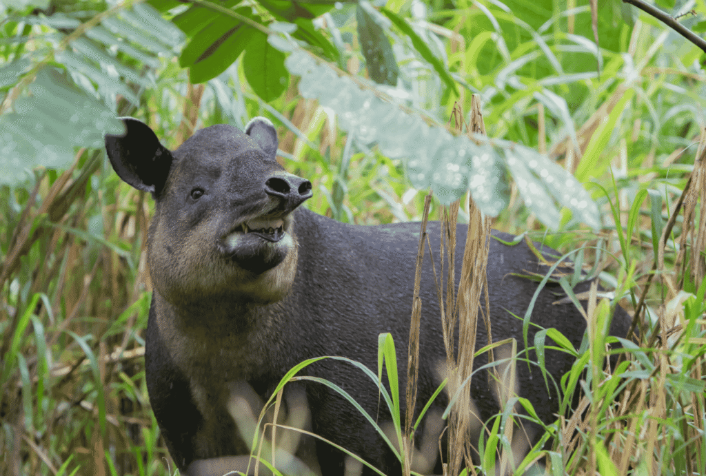 Bairds tapir