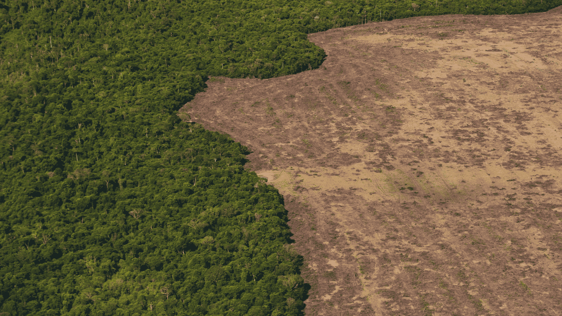 Amazonas skovrydning